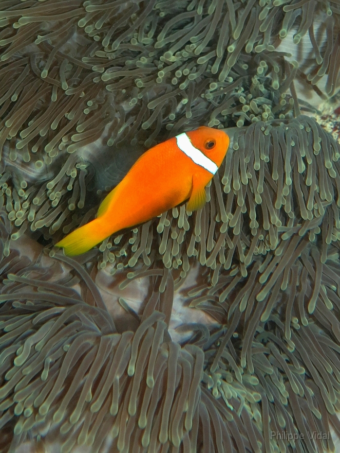 Velidhu - 2013_03_09 - IMG_0254rf_Poisson Clown des Maldives - Amphiprion Nigripe_House reef_pmt.jpg